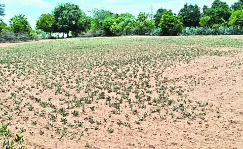 Farmers have lost crops on thousands of acres due to severe rain shortages