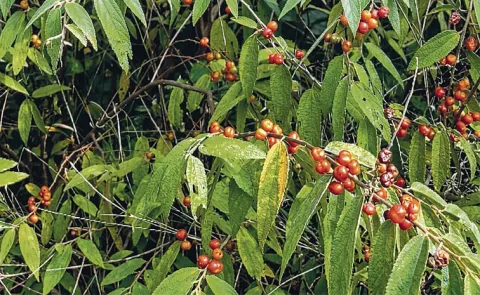 sagubadi: Where to find Jivilila Pandlu and Parika fruit plants 