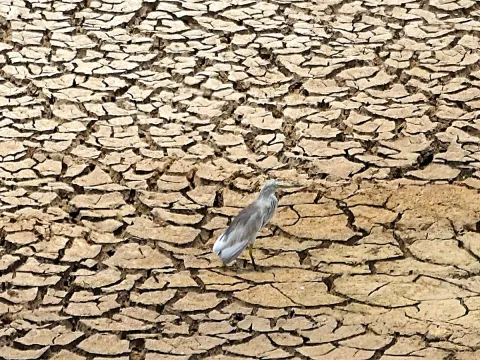 The chirping of birds for a drop of water1