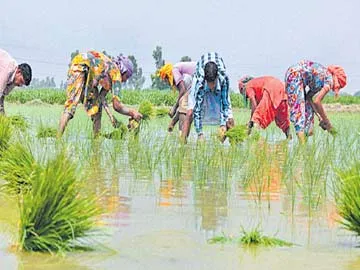 50 లక్షల ఎకరాల్లో ఖరీఫ్ సాగు
