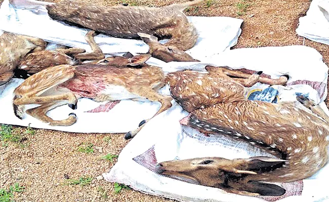 Hunters Killing Animals - Sakshi