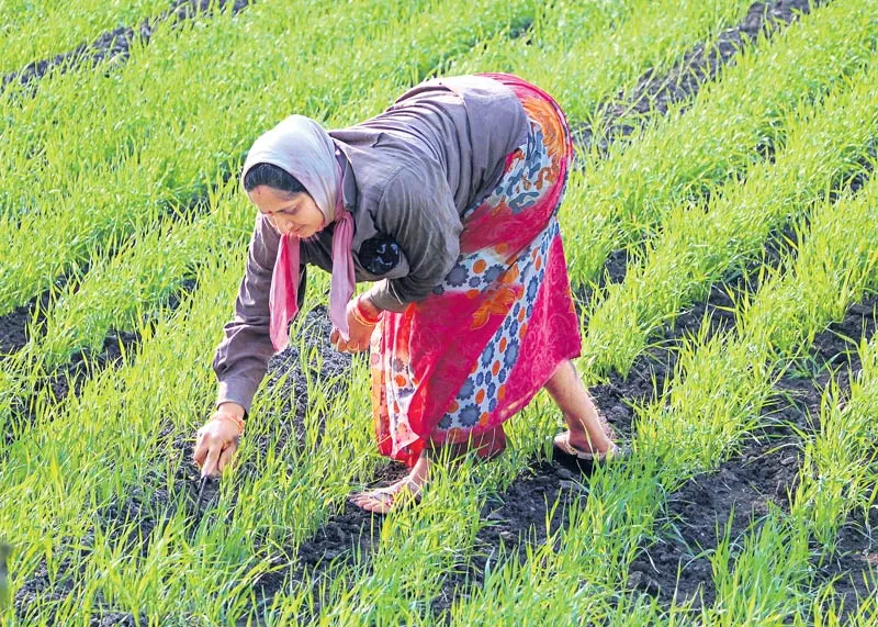 Women farmers in the sun any problams  - Sakshi