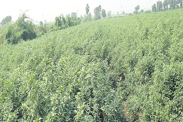 Farmers are getting fake seeds itself - Sakshi