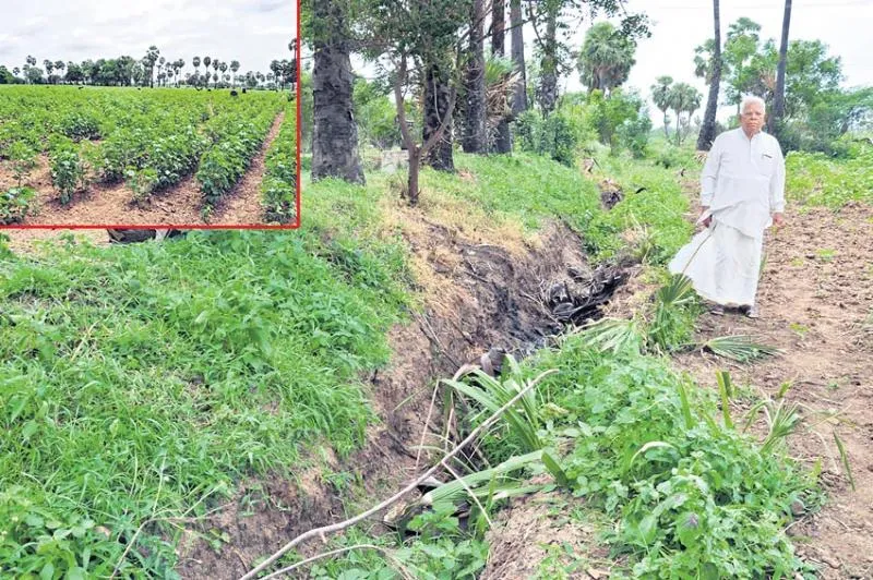 Green crops in dried lands! - Sakshi