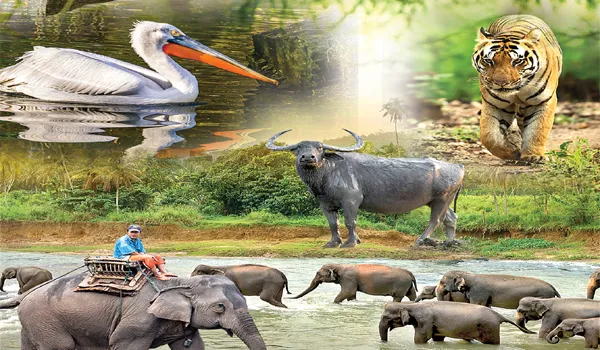 Special Story On World Wildlife Day On March 3rd - Sakshi