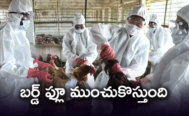 Amid Bird Flu Scare Chicken Shops Closed For 15 Days in MP Mandsaur - Sakshi