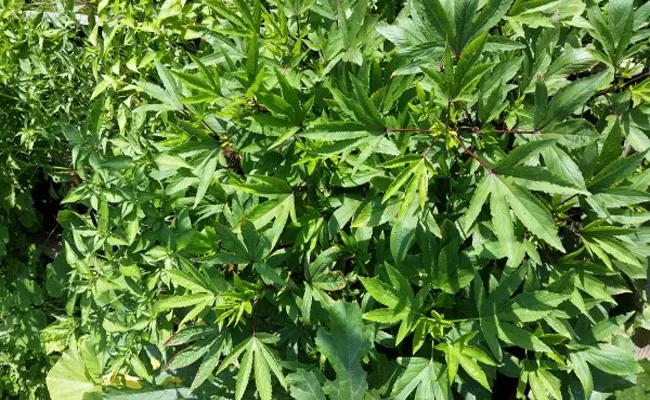 8 Amazing Health Benefits Of Gongura Leaves In Telugu Who Can Eat - Sakshi