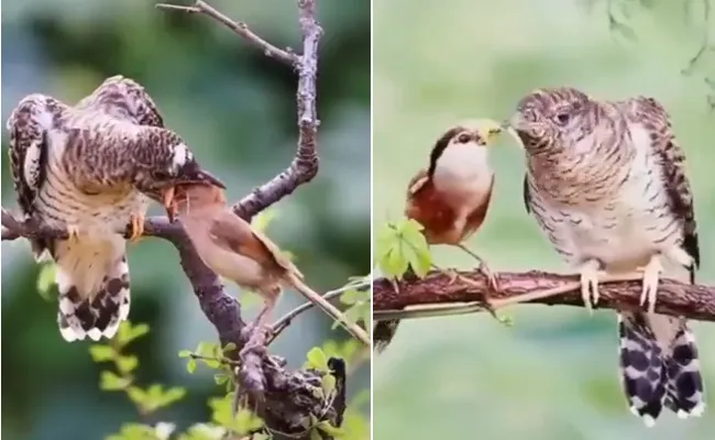 Young birds feeding olders who are unable to search for food watch video - Sakshi