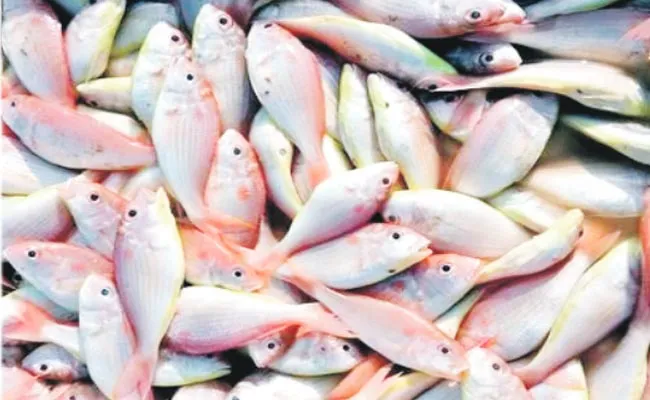 Demand For Gulivinda Fish Has Increased - Sakshi