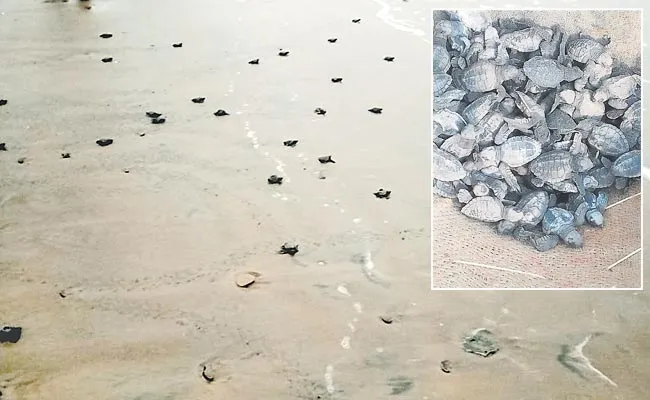 Olive Ridley Turtles Coming From Abroad To Lay Their Eggs - Sakshi