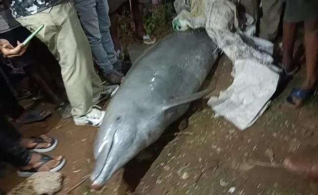 Dolphin Fish In The Bikkavolu Drain - Sakshi