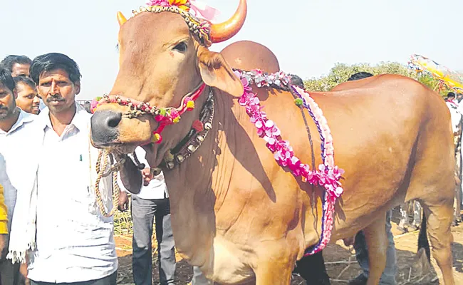 Bull Sold For Rs 1. 3 Lakh In Biggest Cattle Fair In Sangareddy - Sakshi