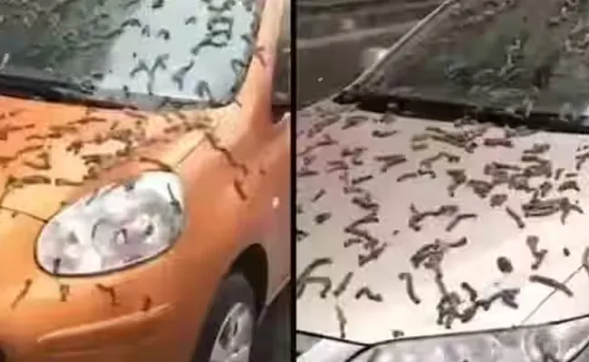 Raining Worms In China Video Gone Viral In Social Media - Sakshi