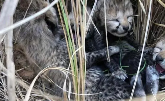 Namibian Cheetah Gives Birth To 4 Cubs At Mp Kuno National Park - Sakshi