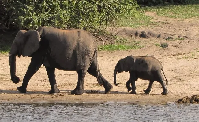 Mother elephantCrush crocodile to save baby Elephant Video Viral - Sakshi