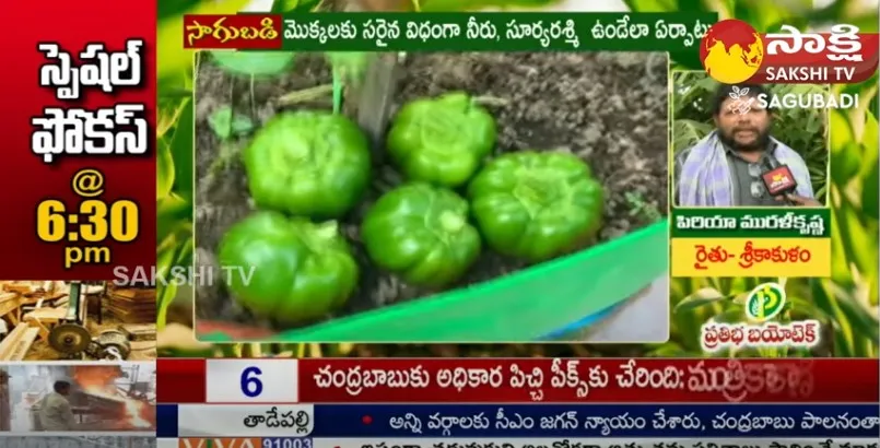 Srikakulam Farmer Organic Vegetables Harvesting on Terrace 