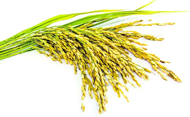 Grain yields were 67 43 lakh tonnes in Andhra Pradesh - Sakshi