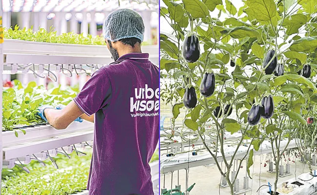 Hyderabad Company Urban Kisan Has Developed Its Own Technologies For Urban Cultivation