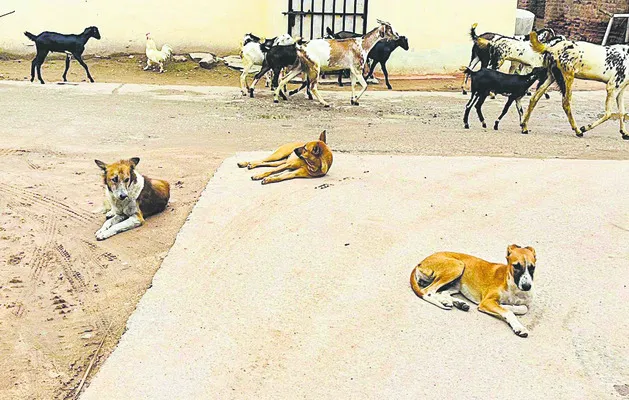 భయపెడ