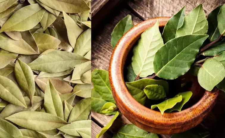 Amazing Medicinal Benefits Of Bay Leaves