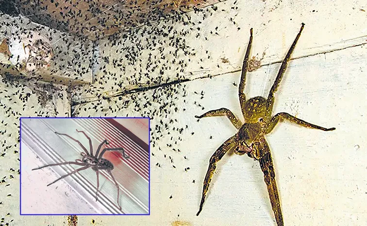 Fen Raft Spiders Horror In British Kingdom