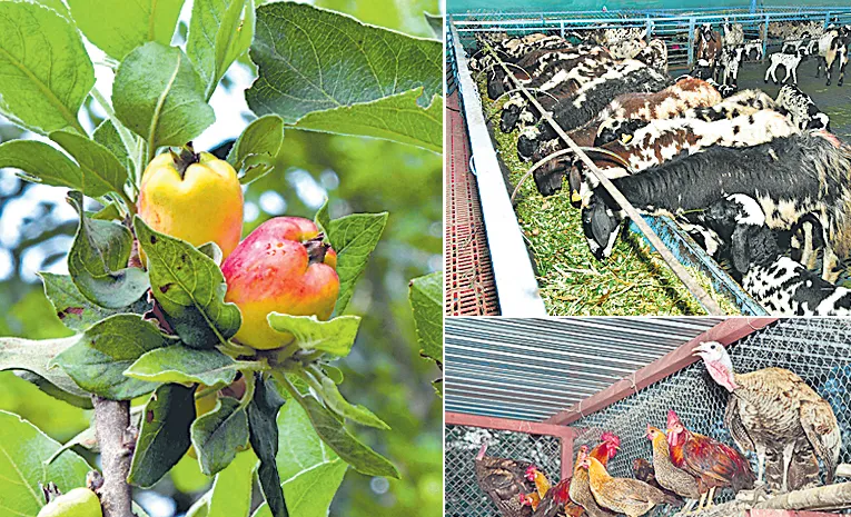 sagubadi special article how to make profitable Organic farming 
