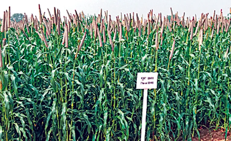 new varieties seeds should reach farmers says Dr Janila Pasupuleti