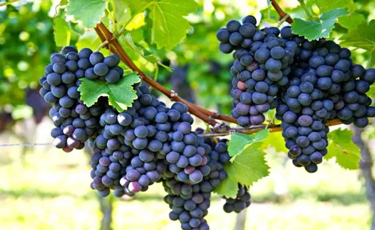 Do you know the amazing Benefits of Black Grapes