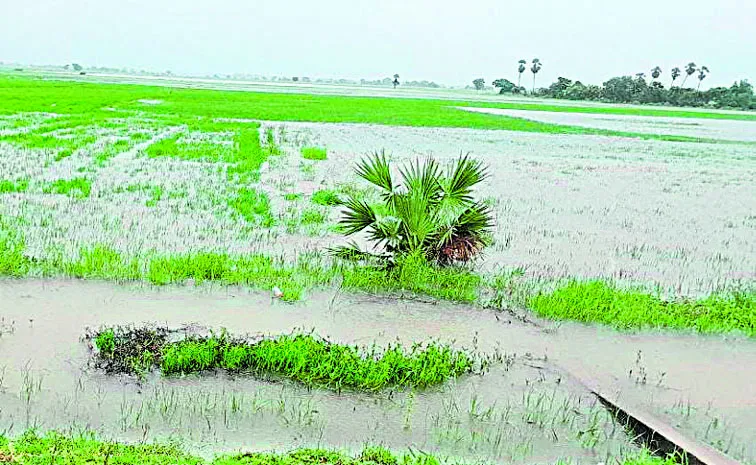 paddy lands in flood water: Andhra pradesh