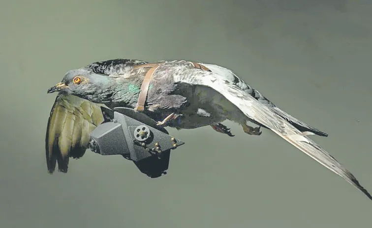 Covert Creatures: History of Spy Animals