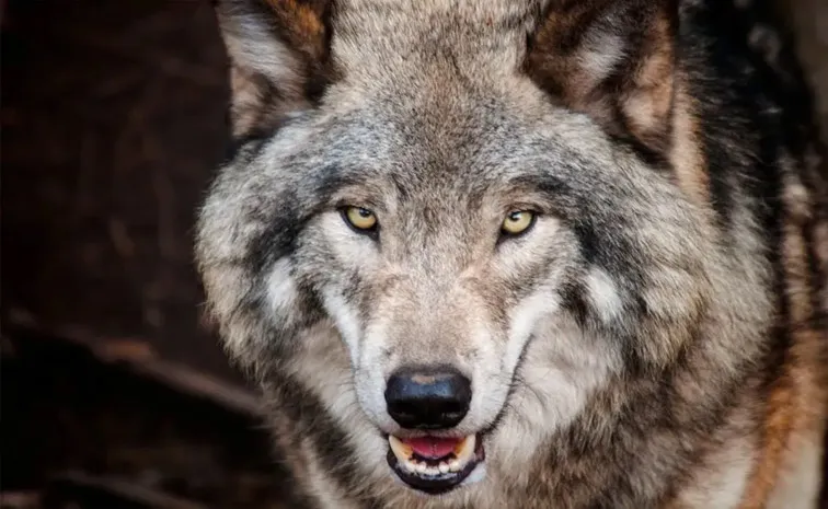 The fifth wolf captured in Bahraich