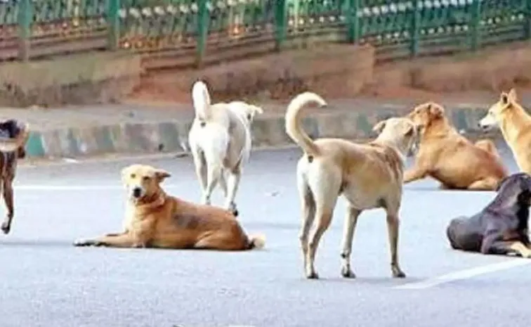 Dog attach When youre cornered your only option is to be brave