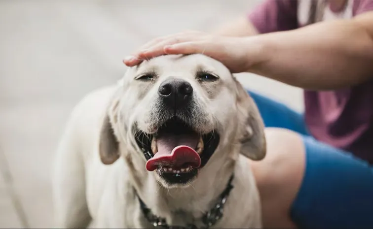 Pet animal market will reach two thousand crore in two years