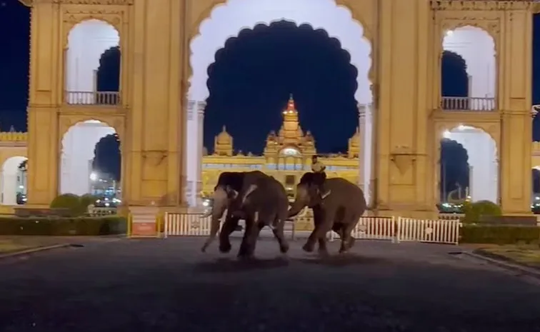 Two Dasara elephants clash At Mysuru palace Video Viral