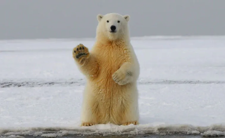 Polar Bear Appears In Iceland For 1st Time In 8 Years, Shot Dead By Police