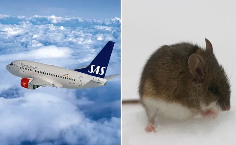 Scandinavian Airlines flight diverted after passenger finds live mouse in meal