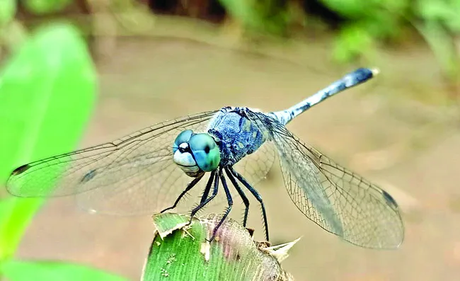 తూనీగ