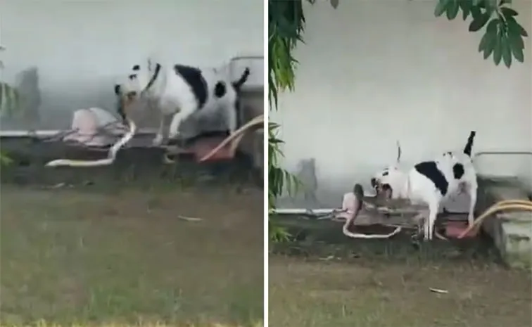 Video: Pit Bull Saves Children By Killing King Cobra That Entered House In UP