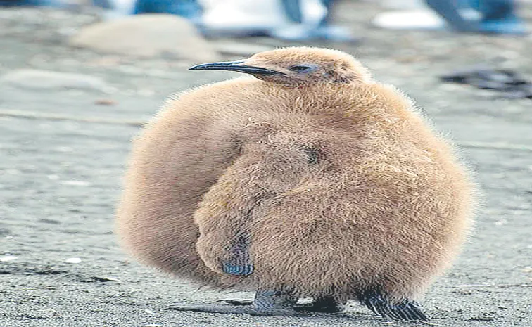 Pesto the penguin captivates millions as a viral sensation at Sea Life Melbourne Aquarium