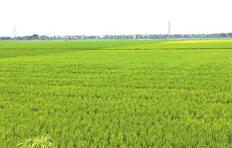 Yasangi harvest season from October 1st