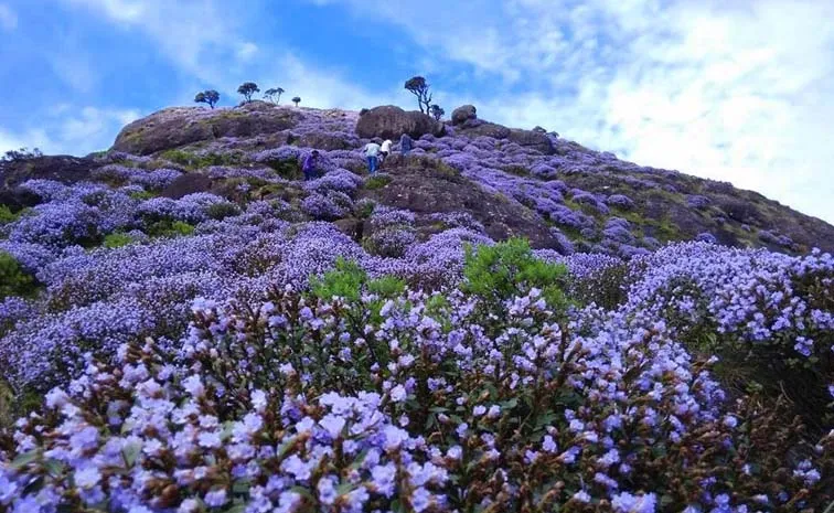 Neelakurinji Flowers Bloom In Nilgiris After 12 Years