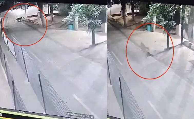 Leopard Spotted In Tirumala At Mettu Route Tirumala