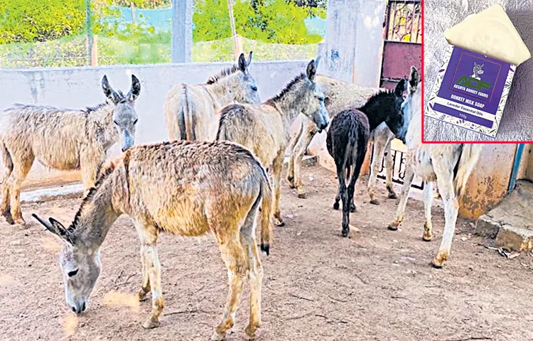 Donkey milk soaps and milk powder sales in online