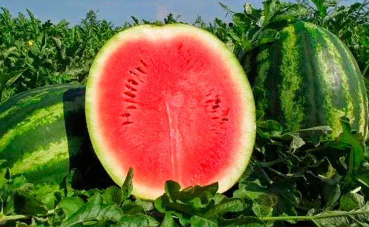 Watermelon day its History and Benefits