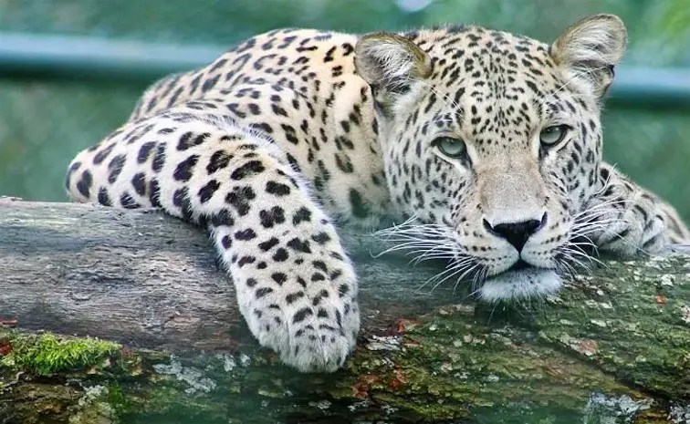 Leopard Killed Temple Priest In Rajasthan's Udaipur