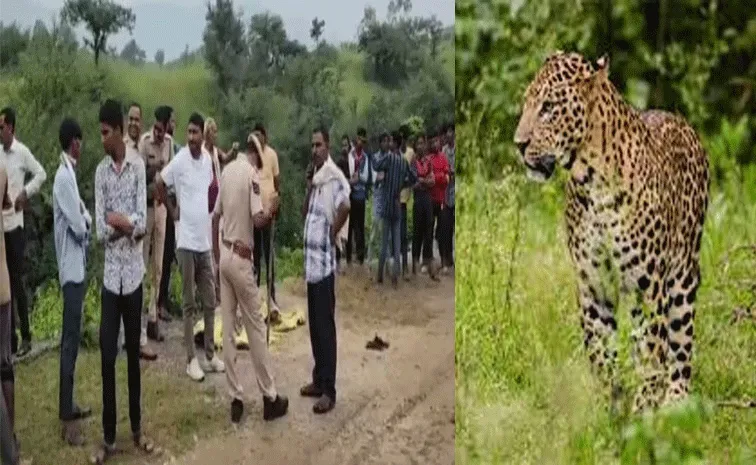 Temple priest killed in Udaipur panther attack 7th death in 11 days