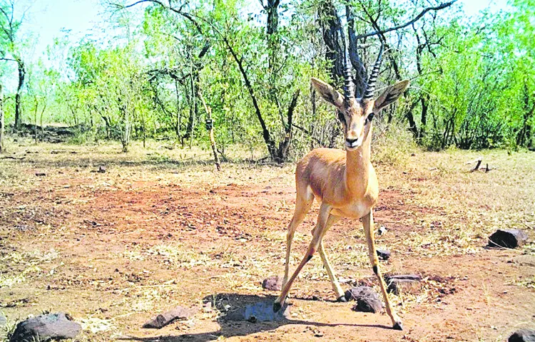 A rare Chinkara in Nallamala
