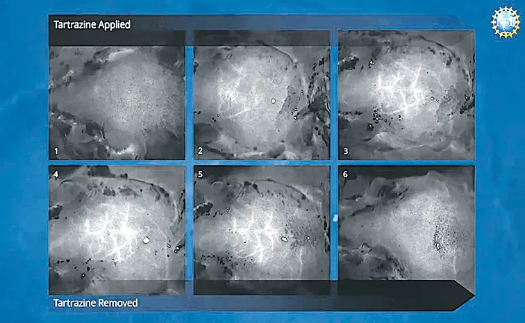 Scientists Make Living Mice Skin Transparent with Simple Food Dye