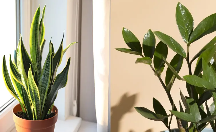 The best indore plants for Air purifying, low maintenance plants 
