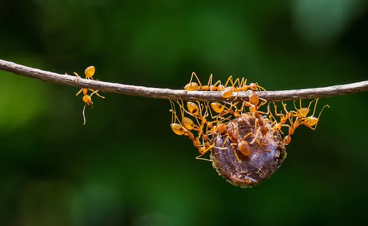 Ant impacts on global patterns of bird elevational diversity
